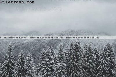 Tải file gốc phong canh rung suong mu 100 dùng cho in ấn