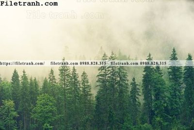 File tranh in trần phong canh rung suong mu 138 (ảnh gốc siêu nét)