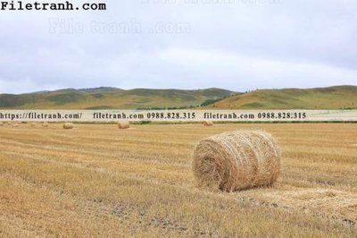 Download file phong canh thao nguyen Mong Co 123 (chuẩn in) chất lượng cao