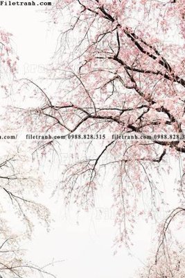 File gốc tran don 1 tam phong canh 150 (in lụa) cao cấp