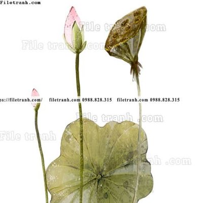 Tải file tranh tranh co ve trung quoc 604 (gốc) tại Filetranh.com