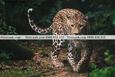 Tải file tranh tranh con bao 651 (gốc) tại Filetranh.com