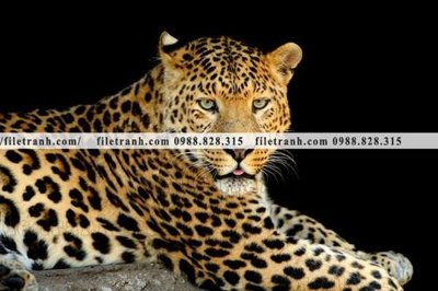 Ảnh mô tả file gốc in mica tranh con bao 665