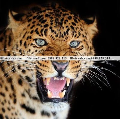 Ảnh gốc tranh con bao 666 (độ nét cao) in mica