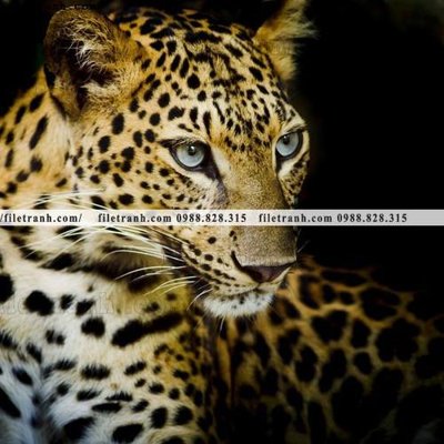 File PSD tranh con bao 667 (gốc) cho in quảng cáo