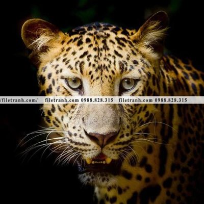 Mua file tranh gốc tranh con bao 669 tại Filetranh.com