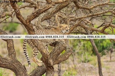 Tải file gốc tranh con bao 670 (in khổ lớn) không mờ