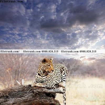 Tải file tranh con bao 673 (PSD) cho in tranh 3D