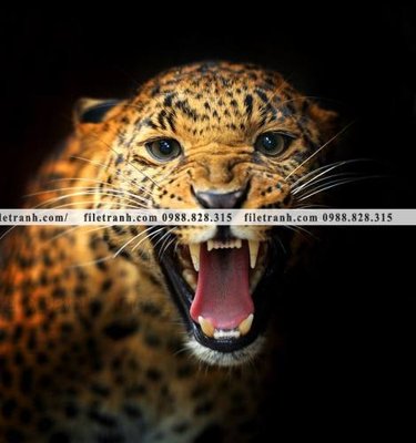 File gốc tranh con bao 679 (in tráng gương) ốp tường