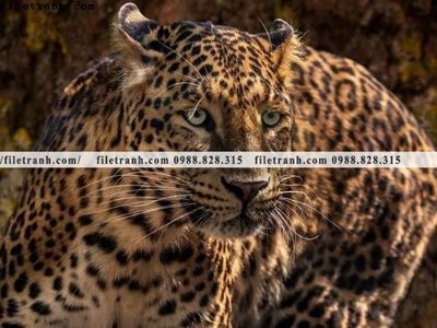 File gốc tranh con bao 685 (AI/EPS) cho in ấn