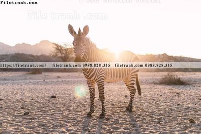 Tải file tranh con ngua van 526 (ảnh gốc) độ phân giải 300dpi