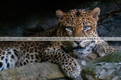 File ảnh tranh con su tu 512 (gốc) cho trang trí nhà hàng