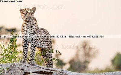 File ảnh tranh con su tu 517 (gốc) cho trang trí nhà hàng