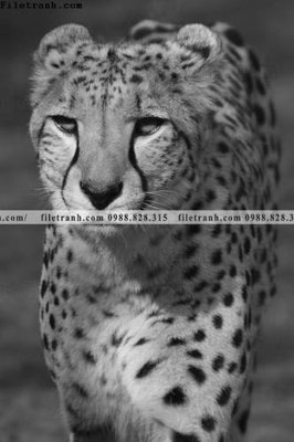 Tải file tranh con su tu 523 (gốc) làm file thiết kế