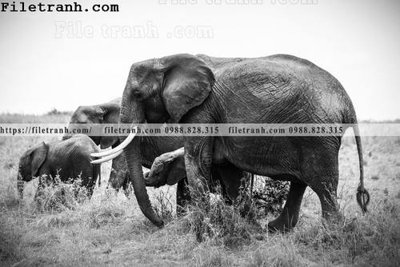 File gốc in ấn tranh con voi 100 (sẵn sàng tải về)