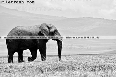 Tải file tranh con voi 103 (gốc) chủ đề tâm linh