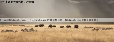 Tệp tin gốc tranh con voi 131 (dùng cho in ấn) chuyên nghiệp