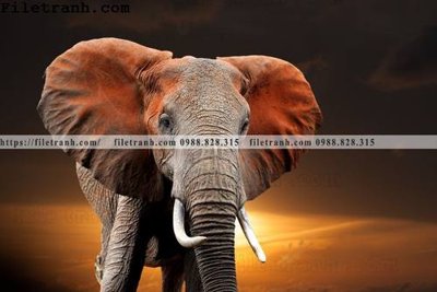 File in ấn tranh con voi 136 (bản gốc) cao cấp