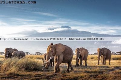 File gốc tranh con voi 137 (dành cho trang trí nội thất)