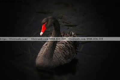 File tranh tranh den trang dong vat 511 (bản gốc) treo quán cafe