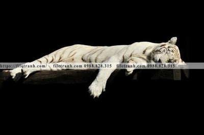 File in ấn cao cấp tranh den trang dong vat 512 (file gốc)