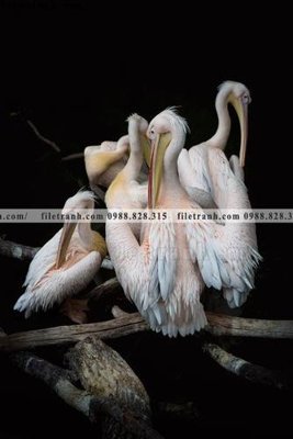 Mua file gốc tranh den trang dong vat 513 (PSD) tại Filetranh.com