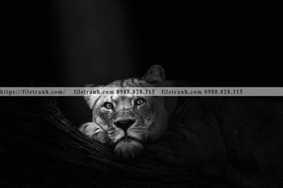 Tải file gốc tranh den trang dong vat 523 (bản PSD) gốc