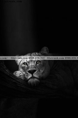 Tải về hình ảnh gốc tranh den trang dong vat 524 sắc nét