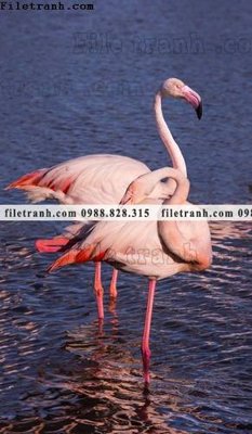 File tranh tranh hong hac dep 302 (ảnh gốc) sắc nét hoàn hảo