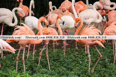 File tranh quảng cáo tranh hong hac dep 311 (download file gốc)