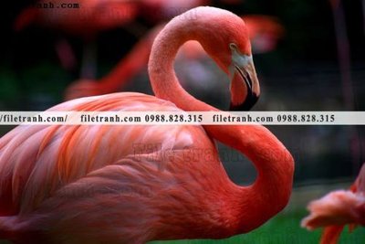 File tranh PSD tranh hong hac dep 321 chất lượng cao