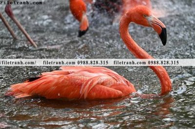 Tải file gốc tranh hong hac dep 330 (in tráng gương) 5DFile gốc tranh hong hac dep 330 (in ấn) phiên bản premium