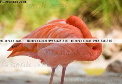 Hình ảnh file gốc in lụa tranh hong hac dep 331