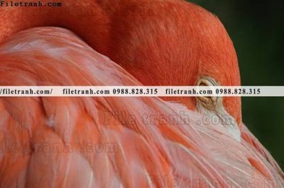 File tranh tranh hong hac dep 348 (file gốc) chuẩn màu in