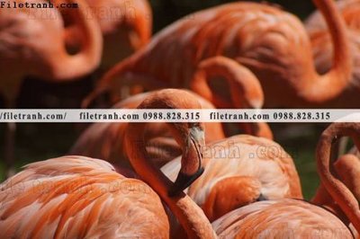 Tải file tranh hong hac dep 368 (gốc) in ấn chất lượng