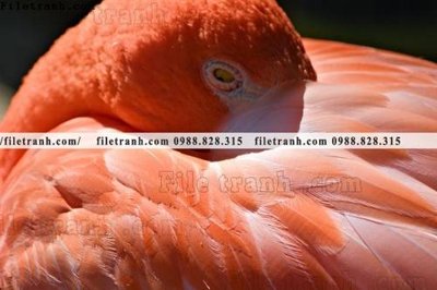 File in ấn cao cấp tranh hong hac dep 375 (file gốc)