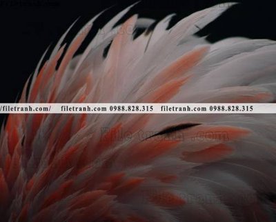 File PSD tranh hong hac dep 393 (gốc) nhiều lớp (multi-layer)