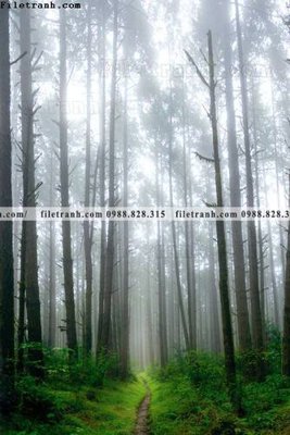 Tải file tranh loi vao phong canh doc 543 (ảnh gốc) file TIFF