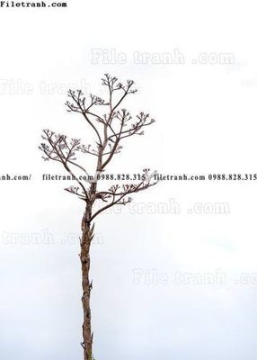 File tranh gốc tranh loi vao phong canh doc 620 (sắc nét từng chi tiết)