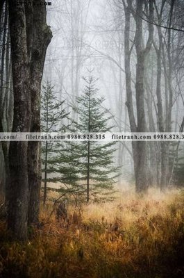 Download file ảnh gốc tranh phong canh rung loi vao 504 để in ấn