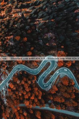 File in mica tranh phong canh rung loi vao 508 (bản gốc) làm vách ngăn