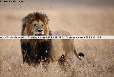 File gốc in tráng gương tranh su tu dep 609 chi tiết